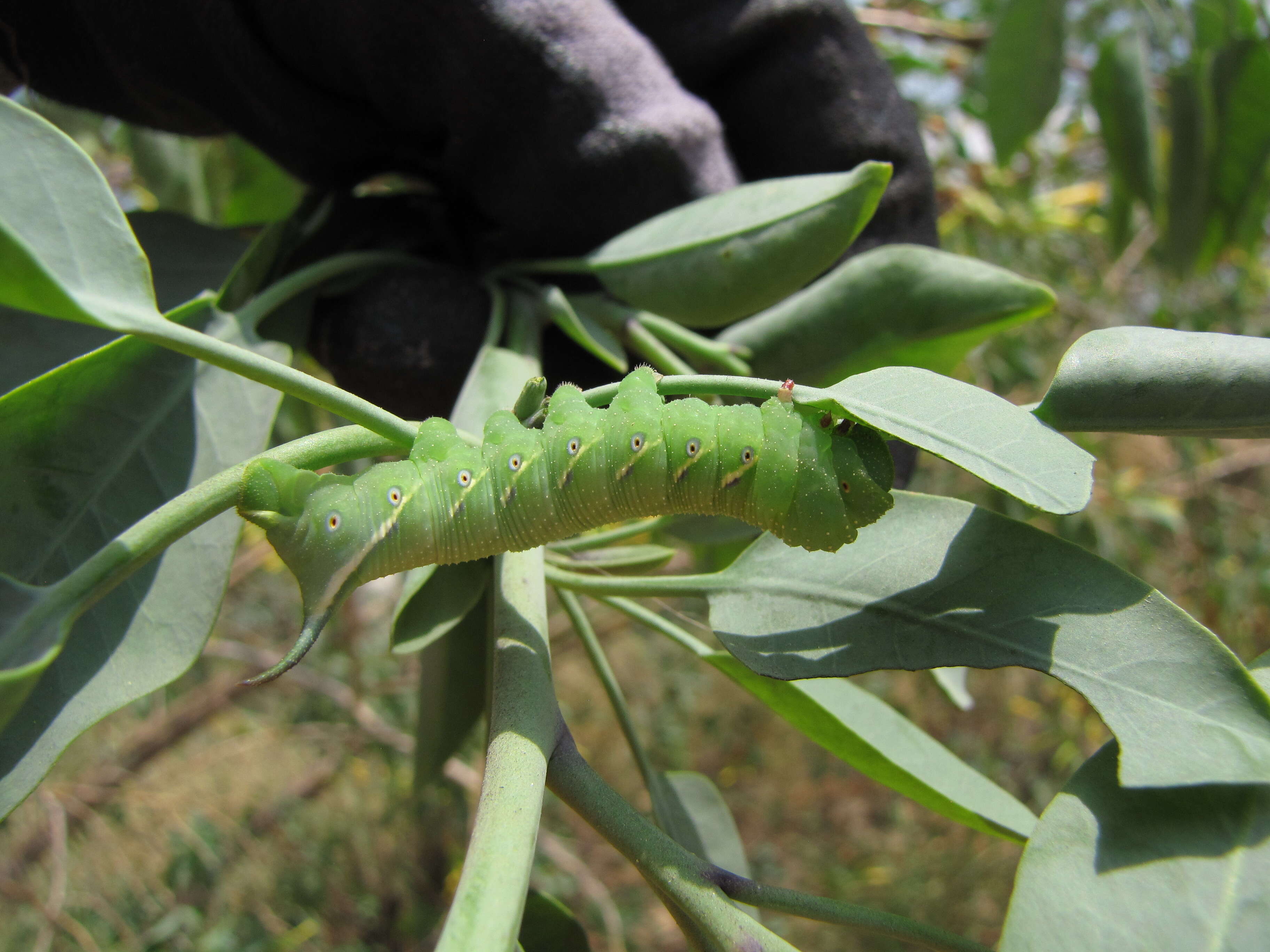 Image of tree tobacco