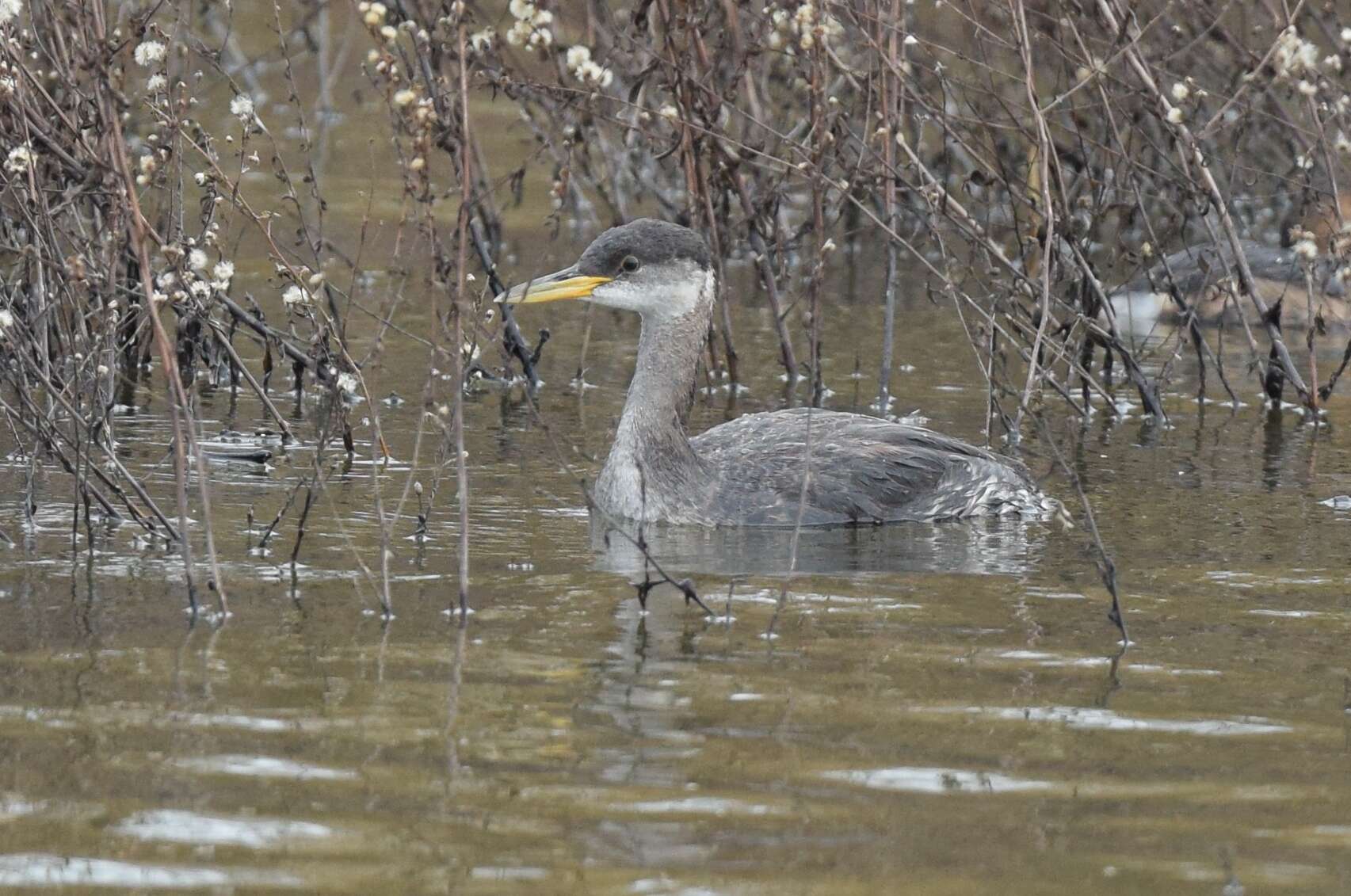 Image of Red-necked Grebe