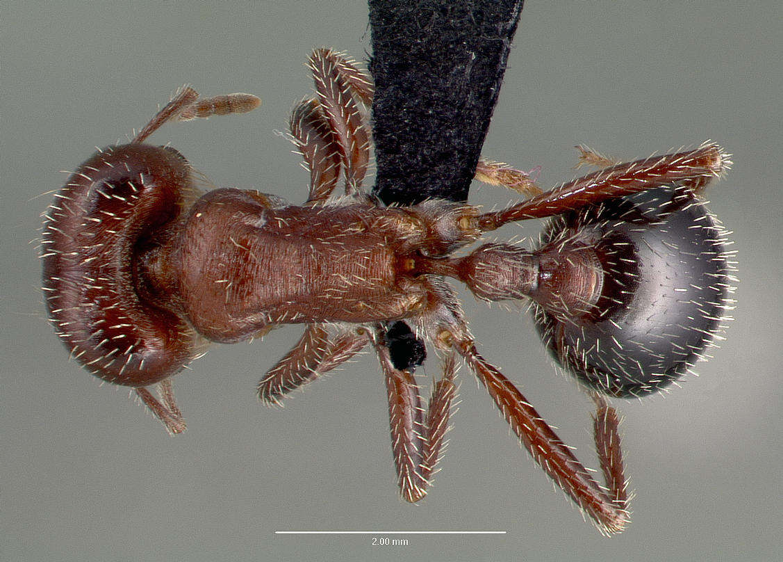 Image of Bicolored Harvester Ant