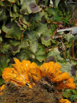 Image of chocolate chip lichen