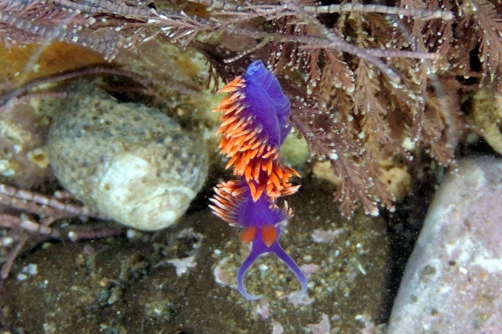 Image de Flabellinopsis MacFarland 1966