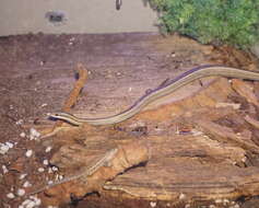Image of Chilean Slender Snake