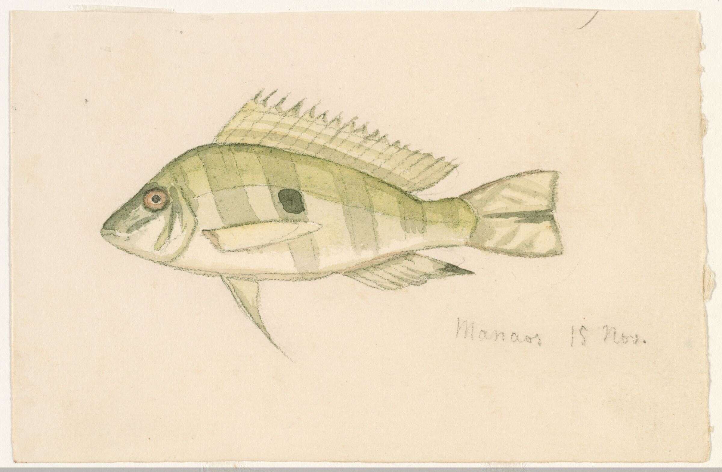 Image of Geophagus