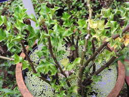 Image of Holy Mangrove