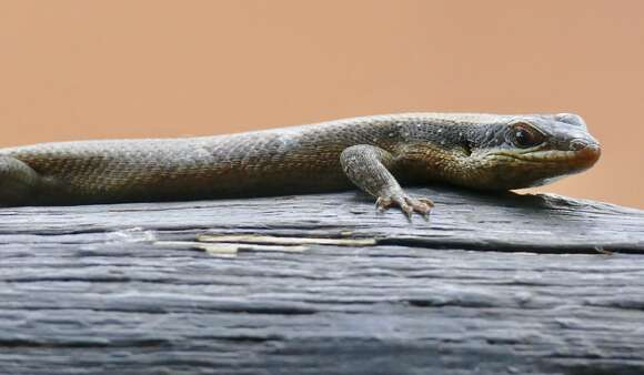 Image of Montane Speckled Skink