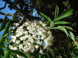 Image of Sambucus javanica Reinw. ex Bl.