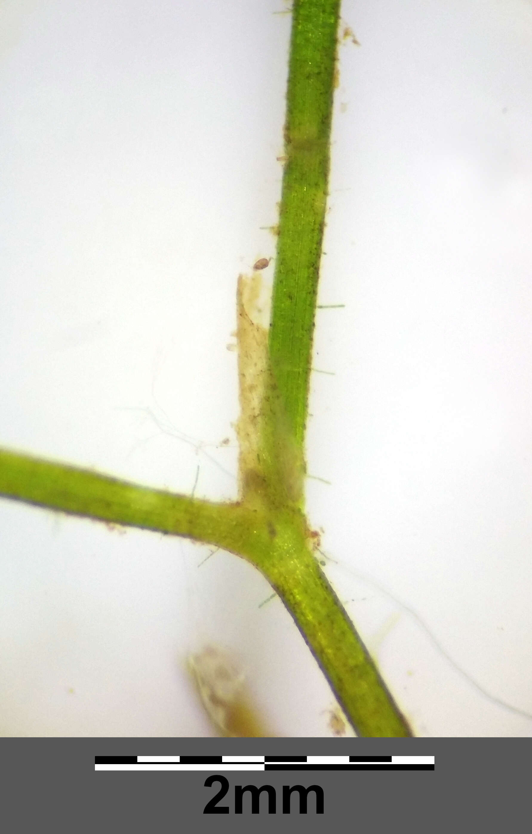 Image of Hairlike Pondweed