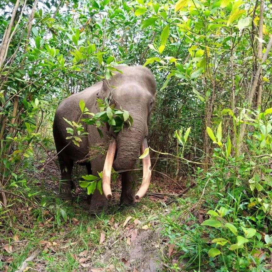 Image of Sumatran Elephant