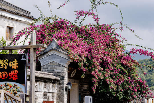 Слика од Bougainvillea