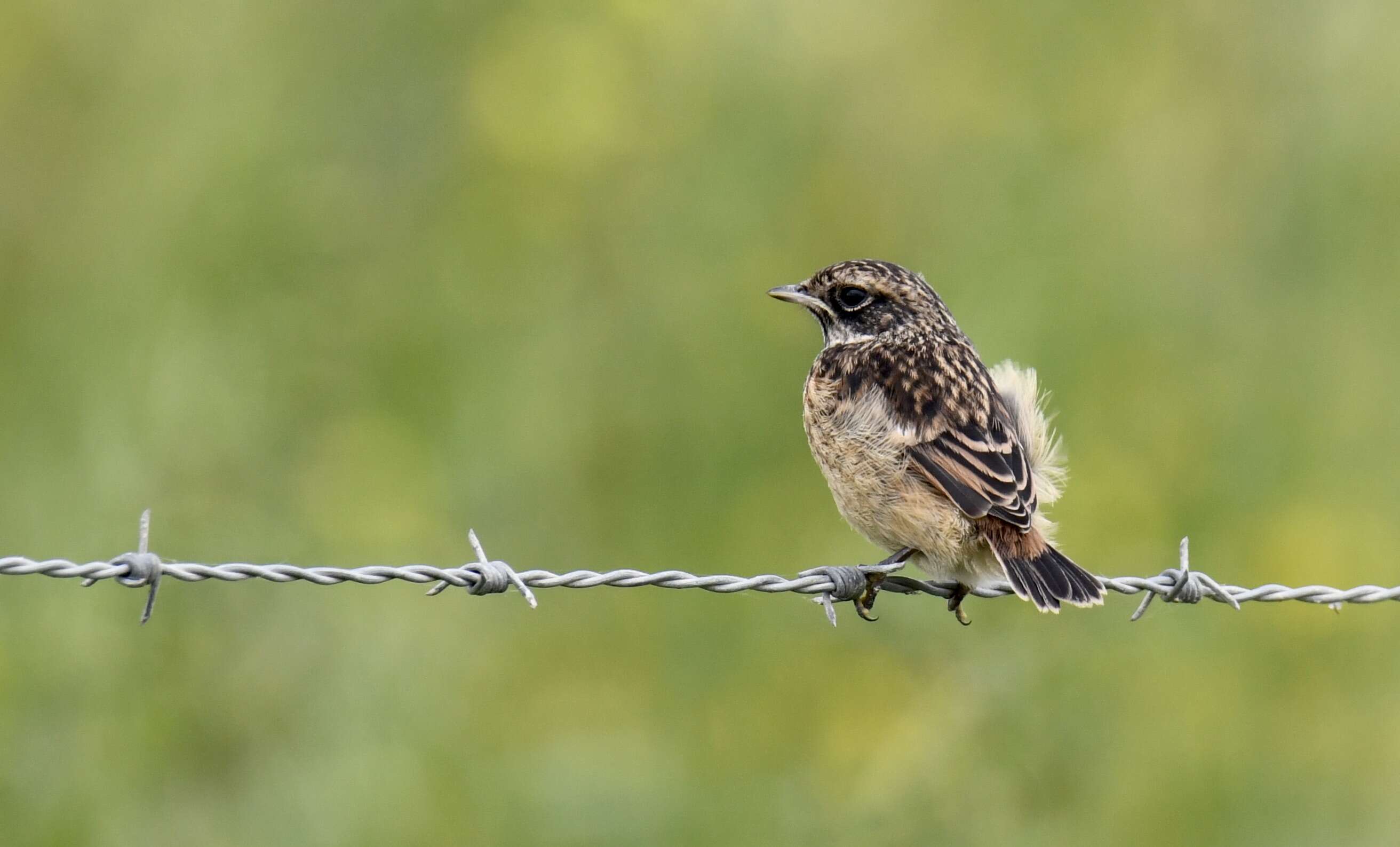 Image of African Stonechat