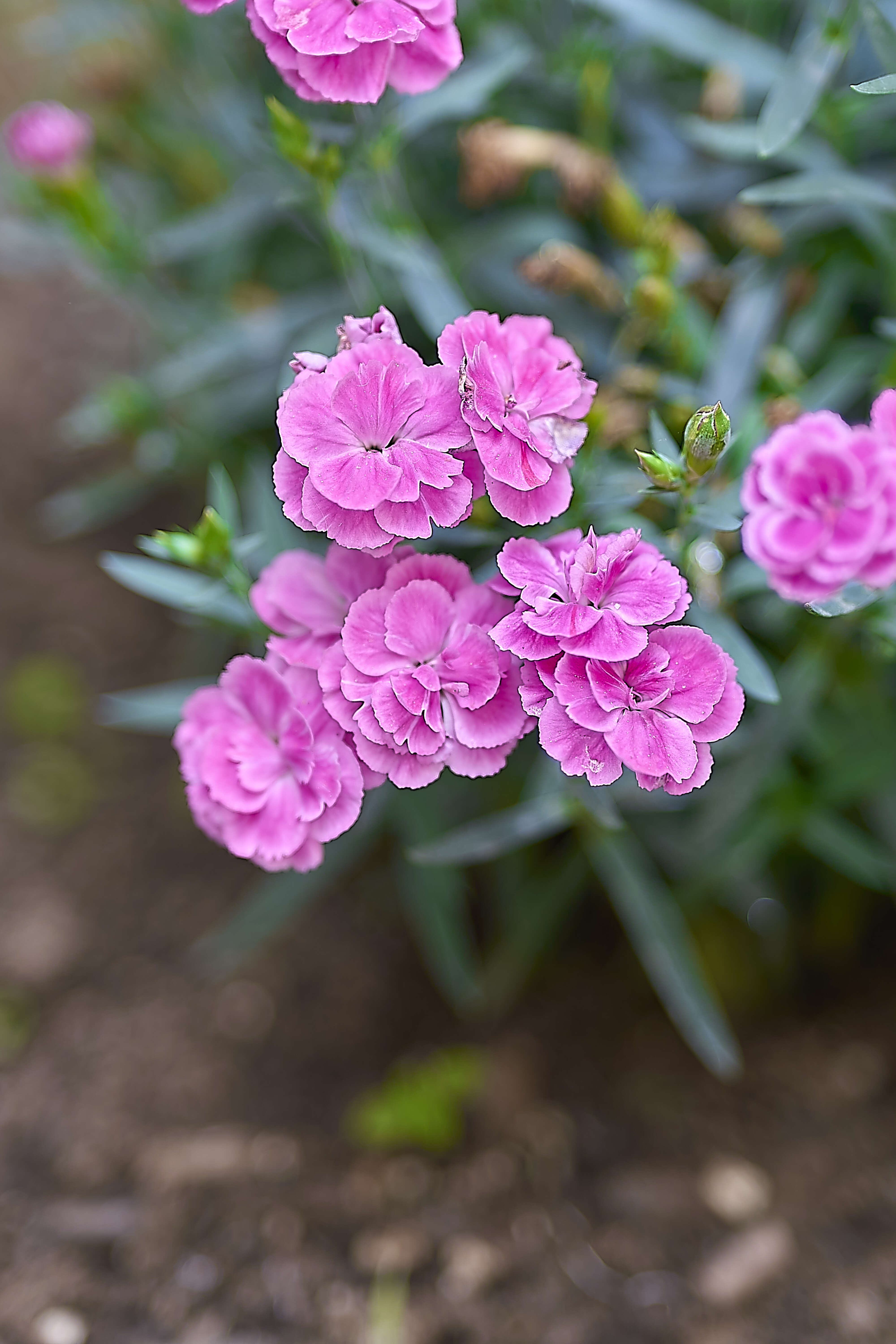 Image of carnation