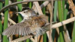 Image of Marsh Wren