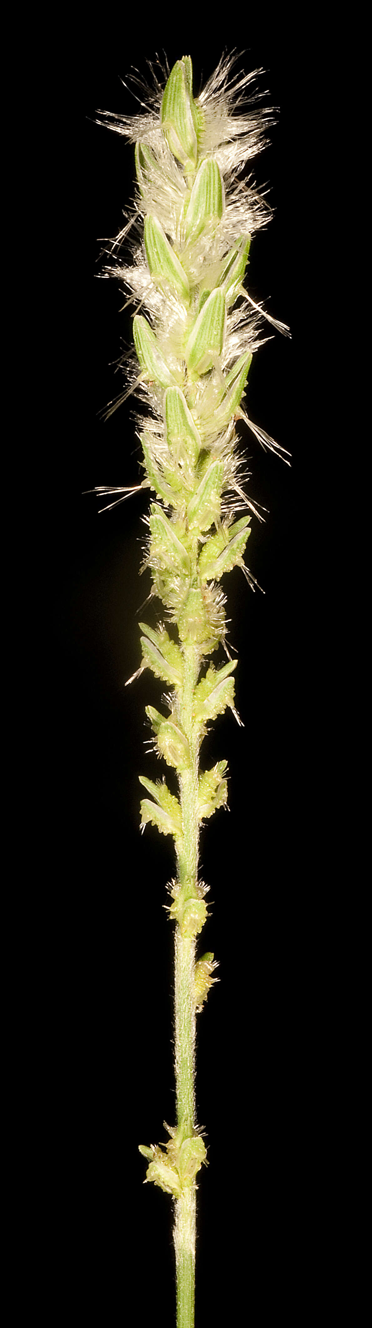 Image of Thyridolepis mitchelliana (Nees) S. T. Blake