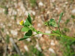 Слика од Medicago truncatula Gaertn.