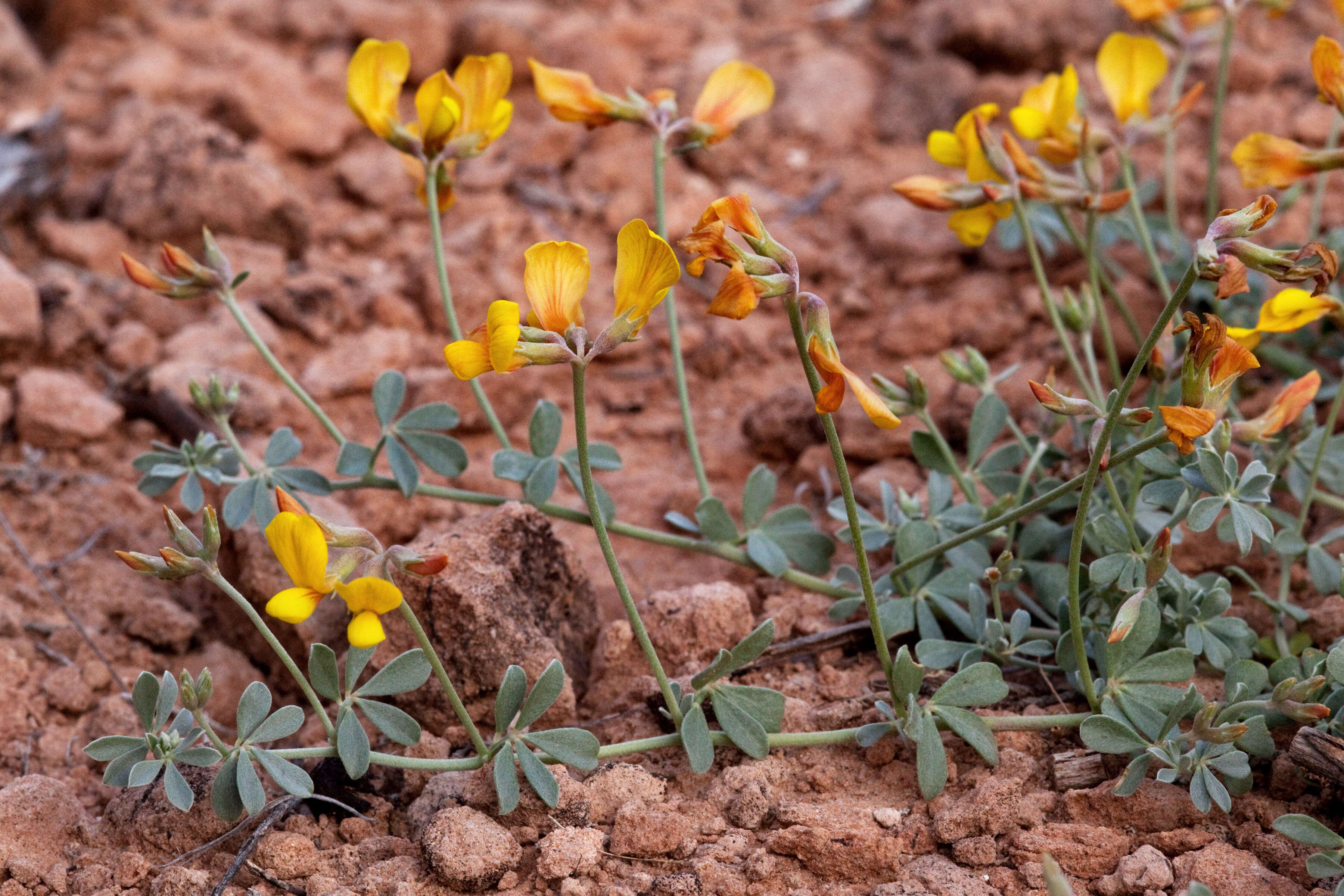 Image of Mearns' bird's-foot trefoil