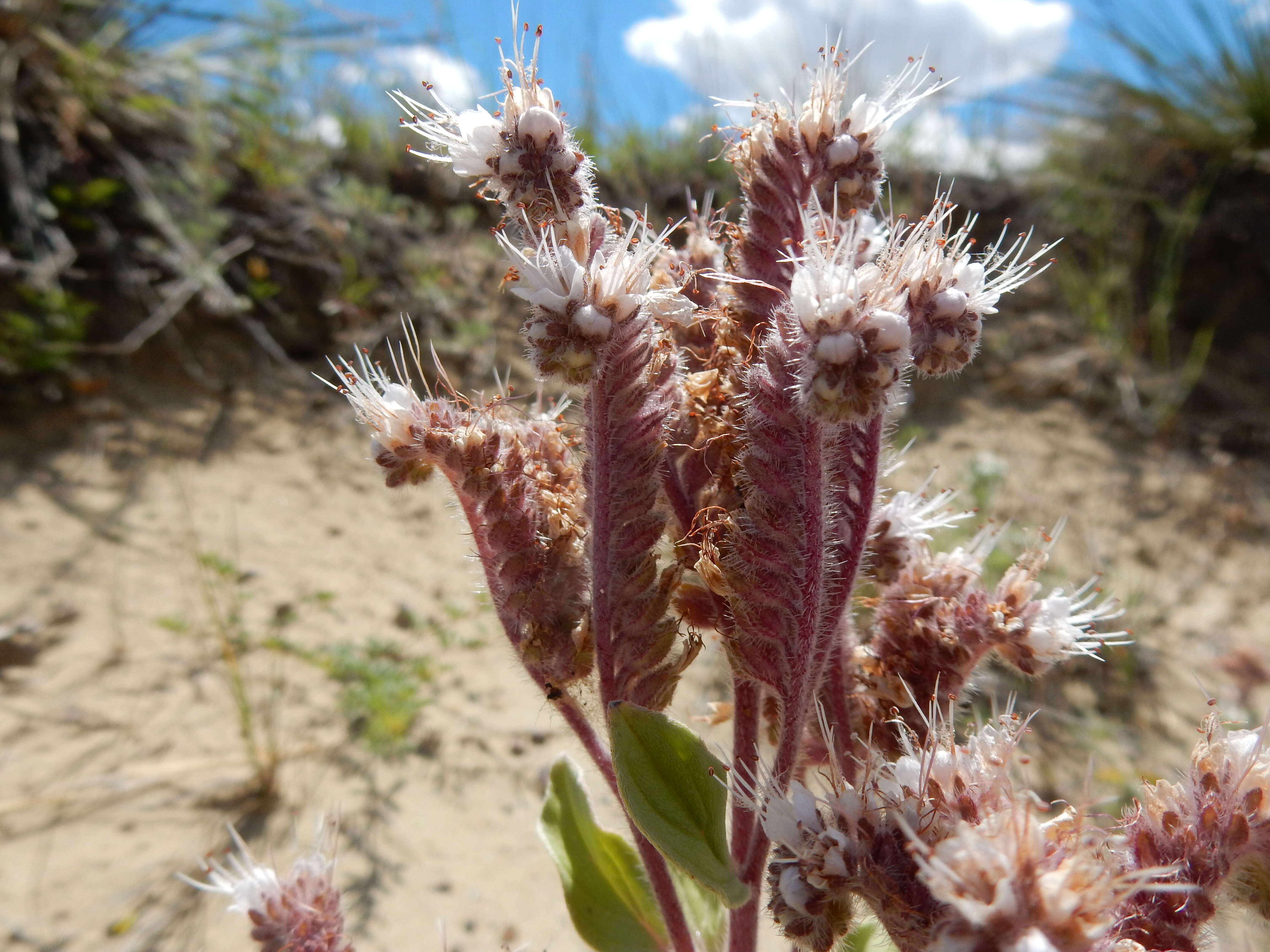 Image of silverleaf phacelia