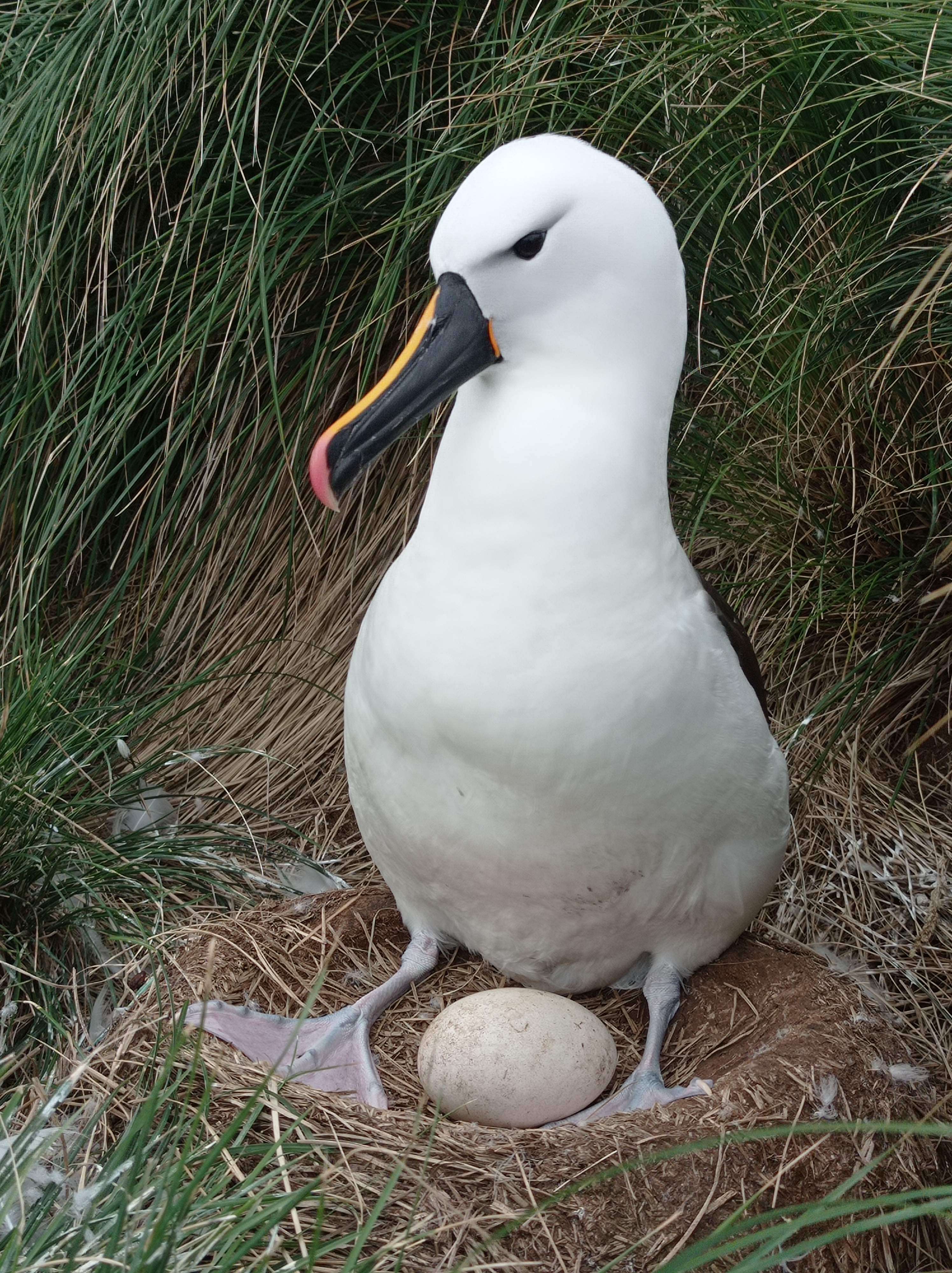 Image de Albatros de Carter