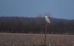 Image of Snowy Owl