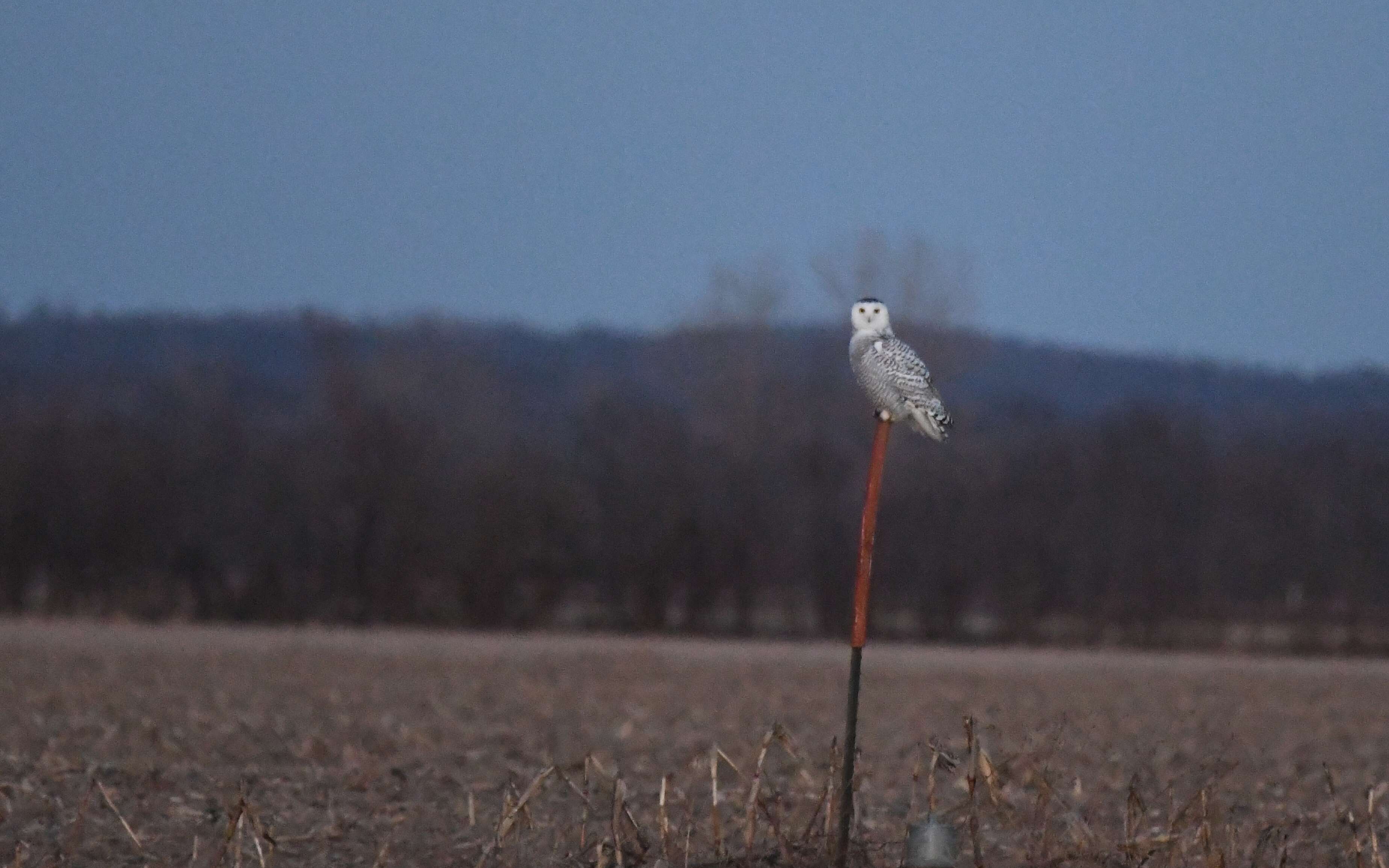 Image of Snowy Owl