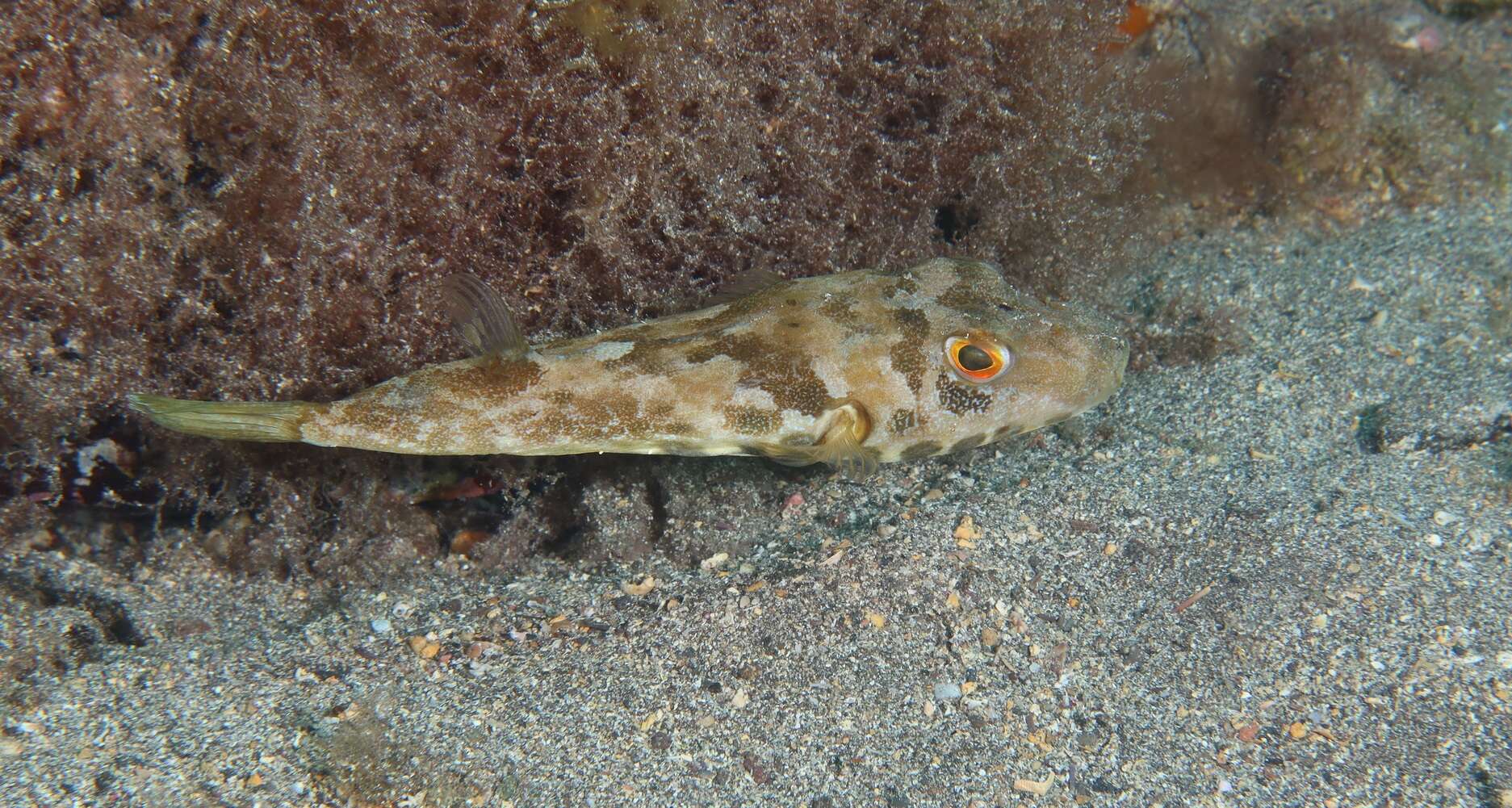 Image of Guinean Puffer