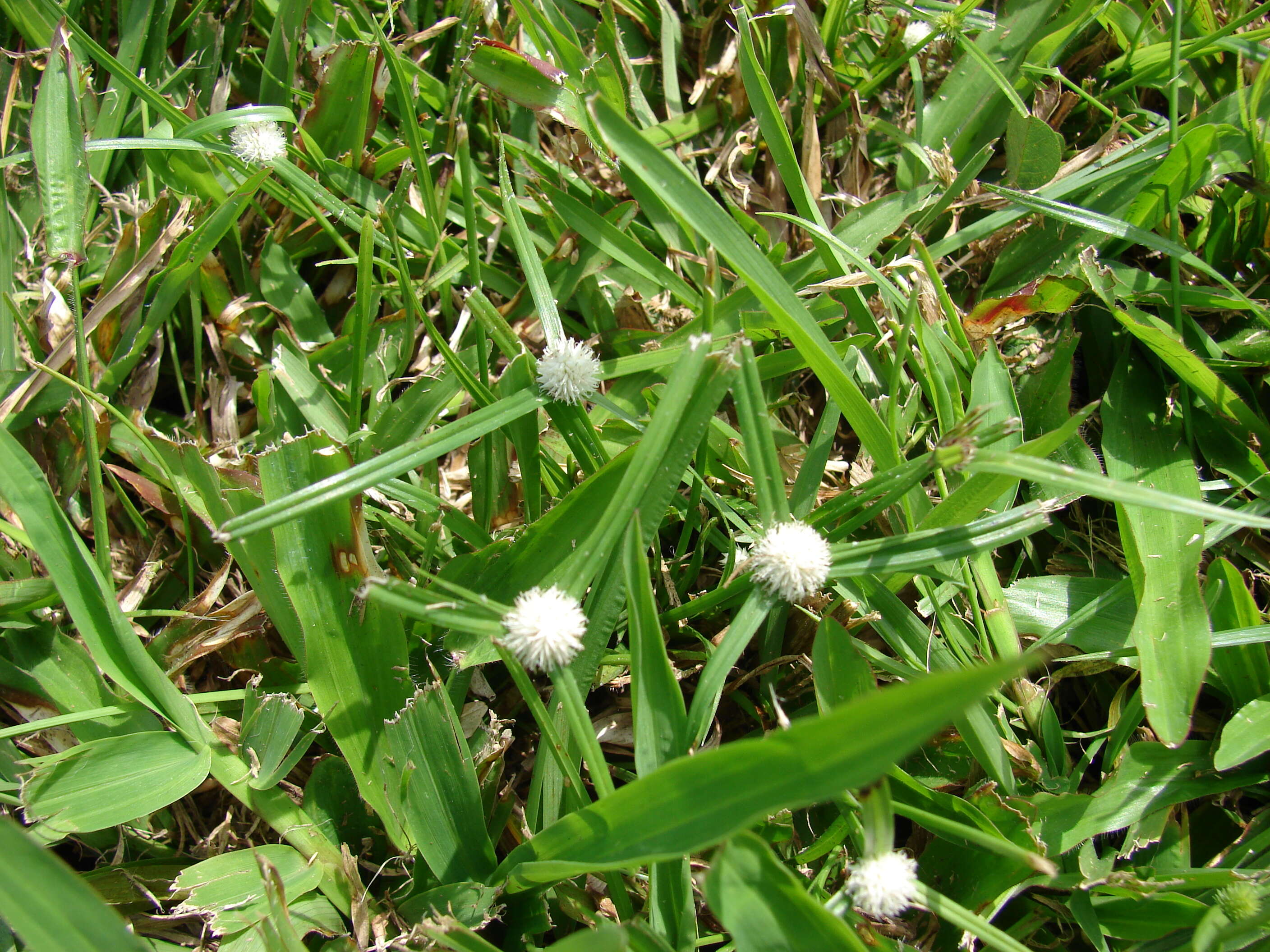 Image of Kyllinga brevifolia