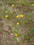 Image of Hairy Cat's-Ear