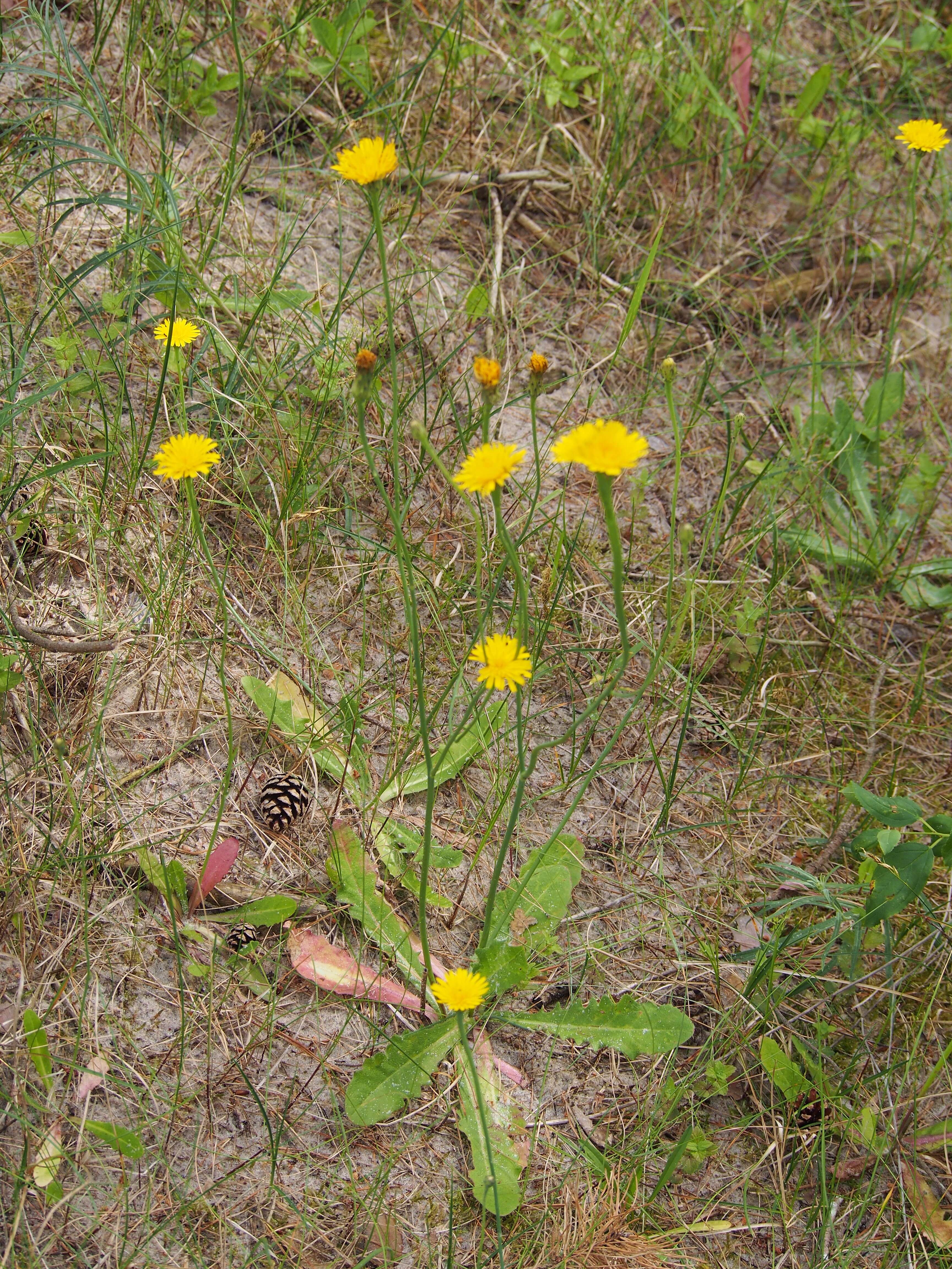 Image of Hairy Cat's-Ear