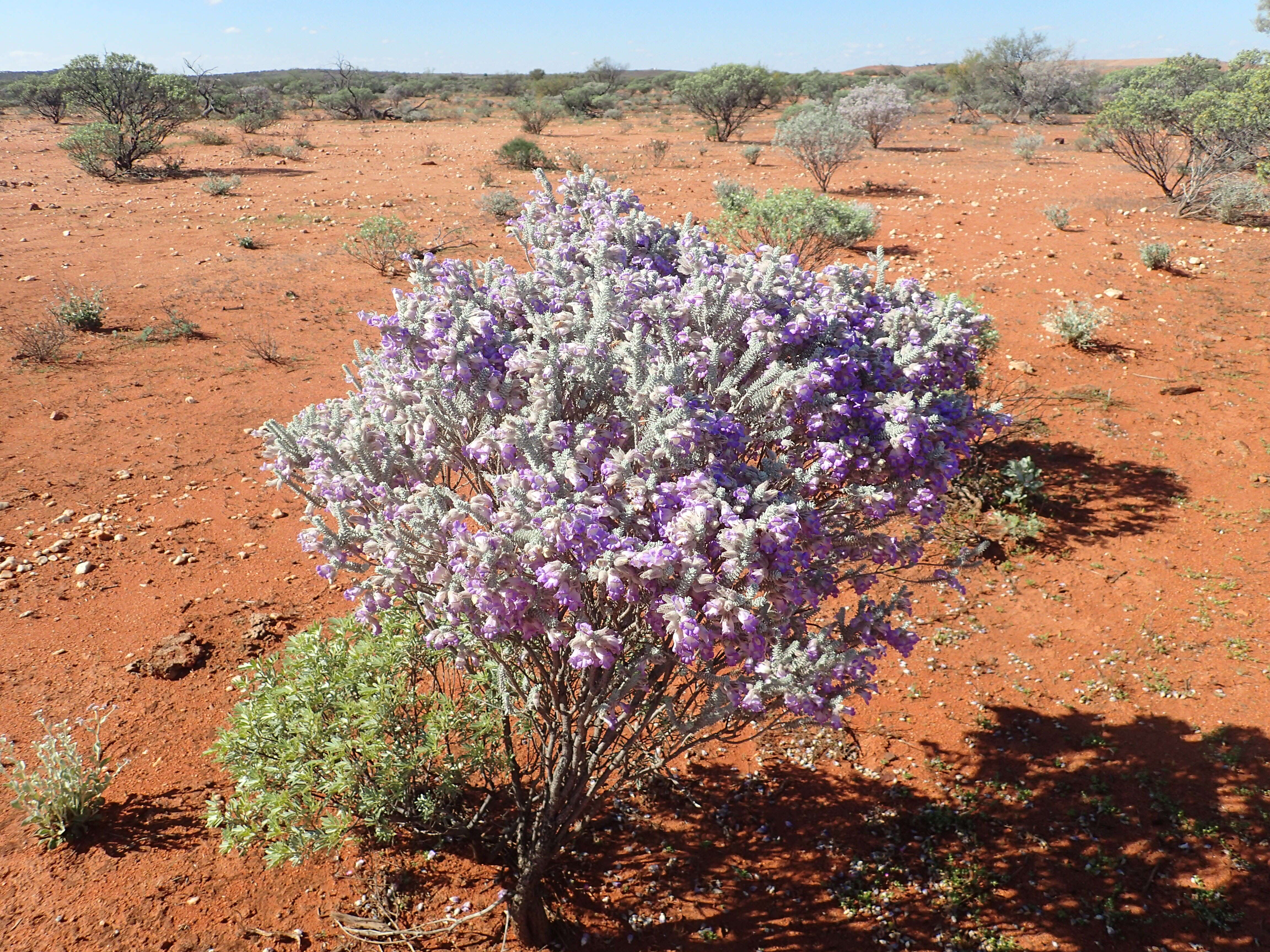 Eremophila lachnocalyx C. A. Gardner resmi