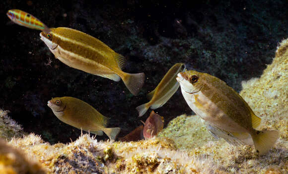 Image of rabbitfishes