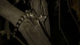 Image of Blotched Genet