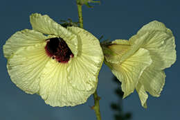 Imagem de Hibiscus diversifolius Jacq.