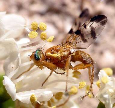 Image of Barberry Fly