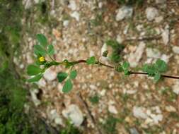 Слика од Medicago truncatula Gaertn.