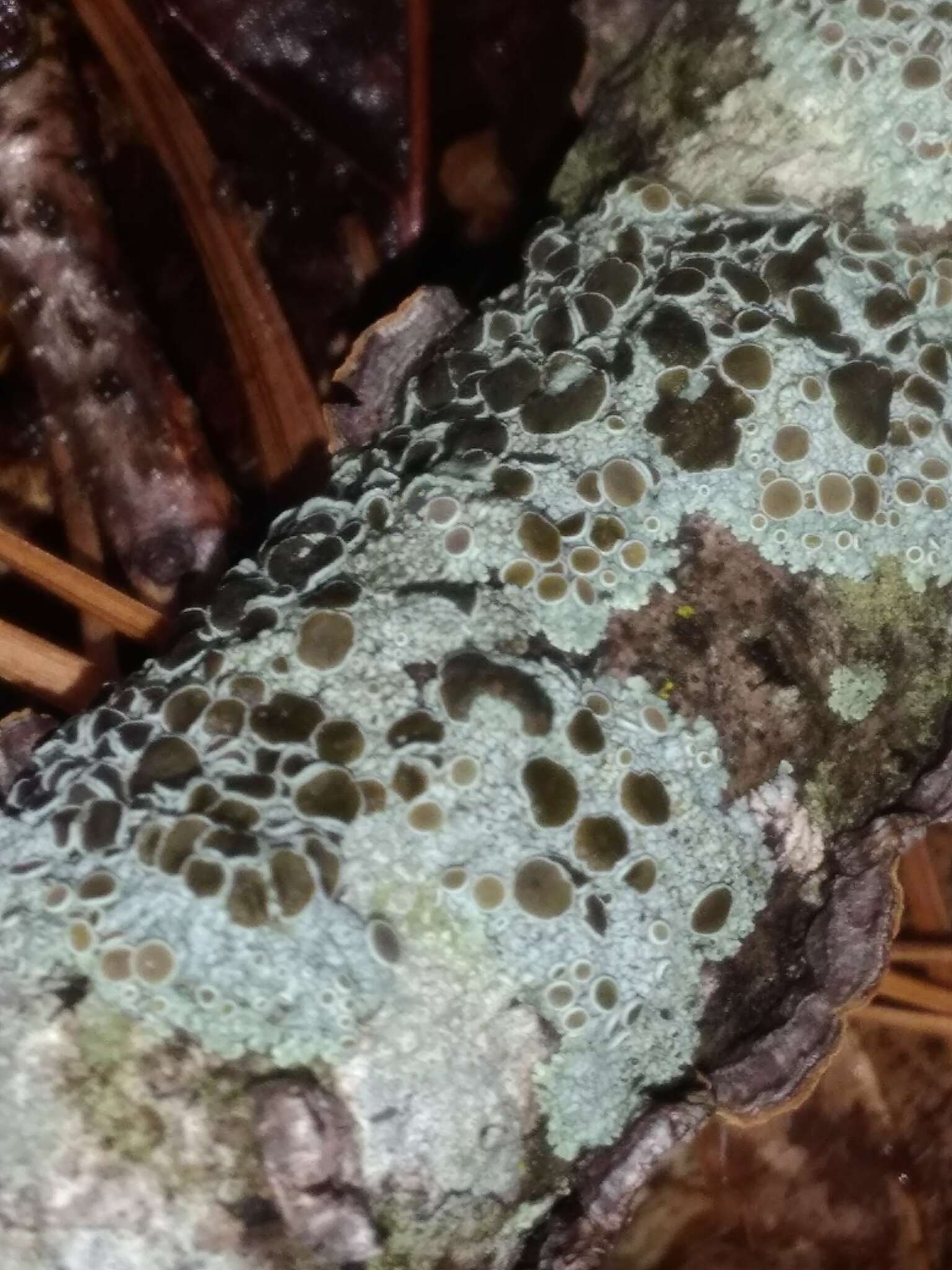 Image of rosette lichen