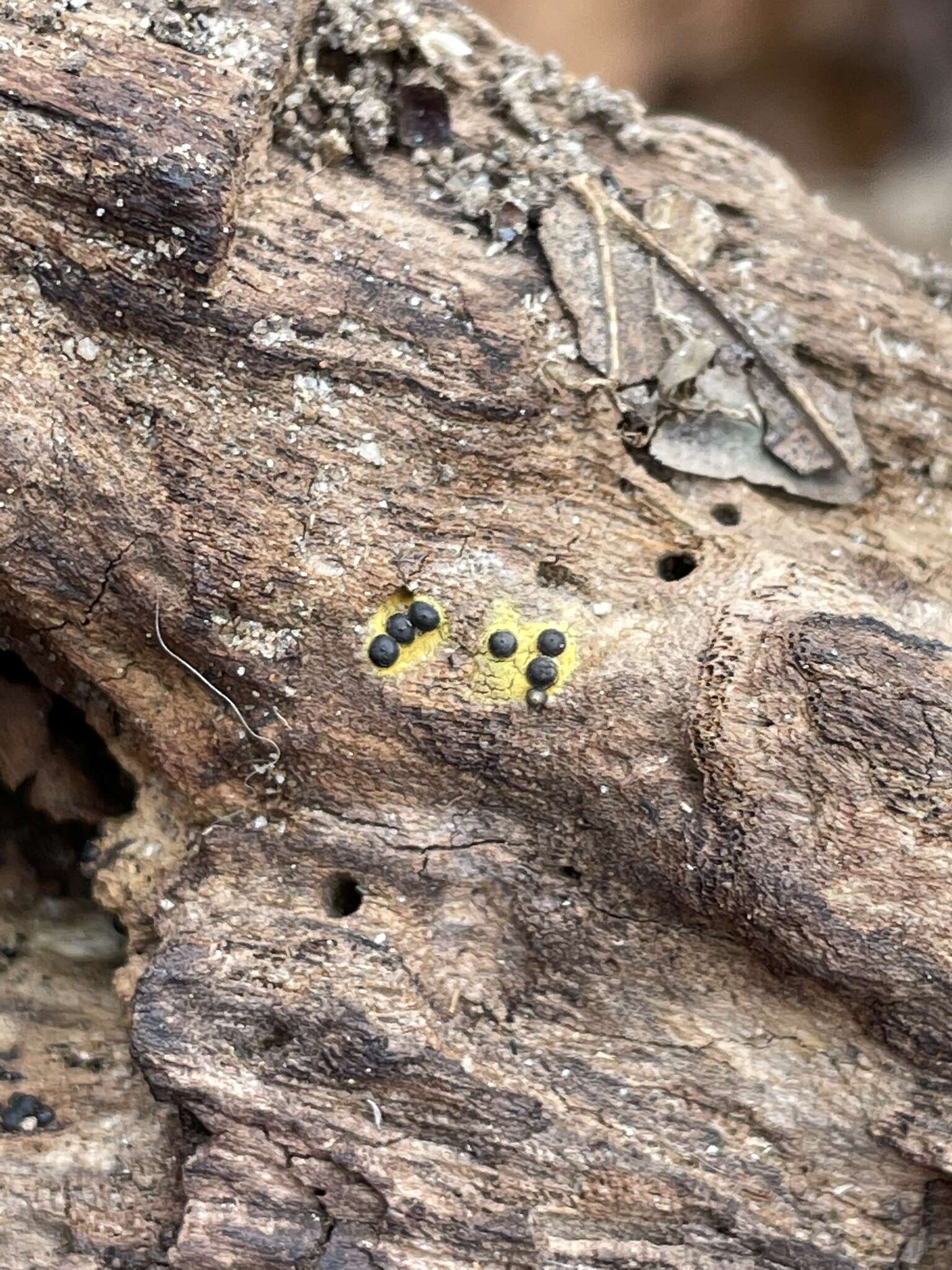 Plancia ëd Rosellinia subiculata