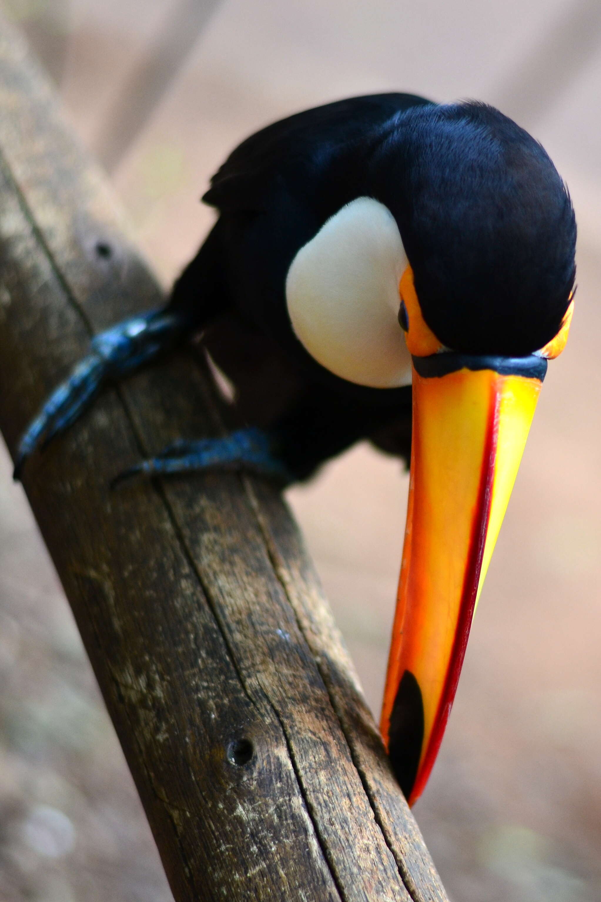 Image of Toco Toucan