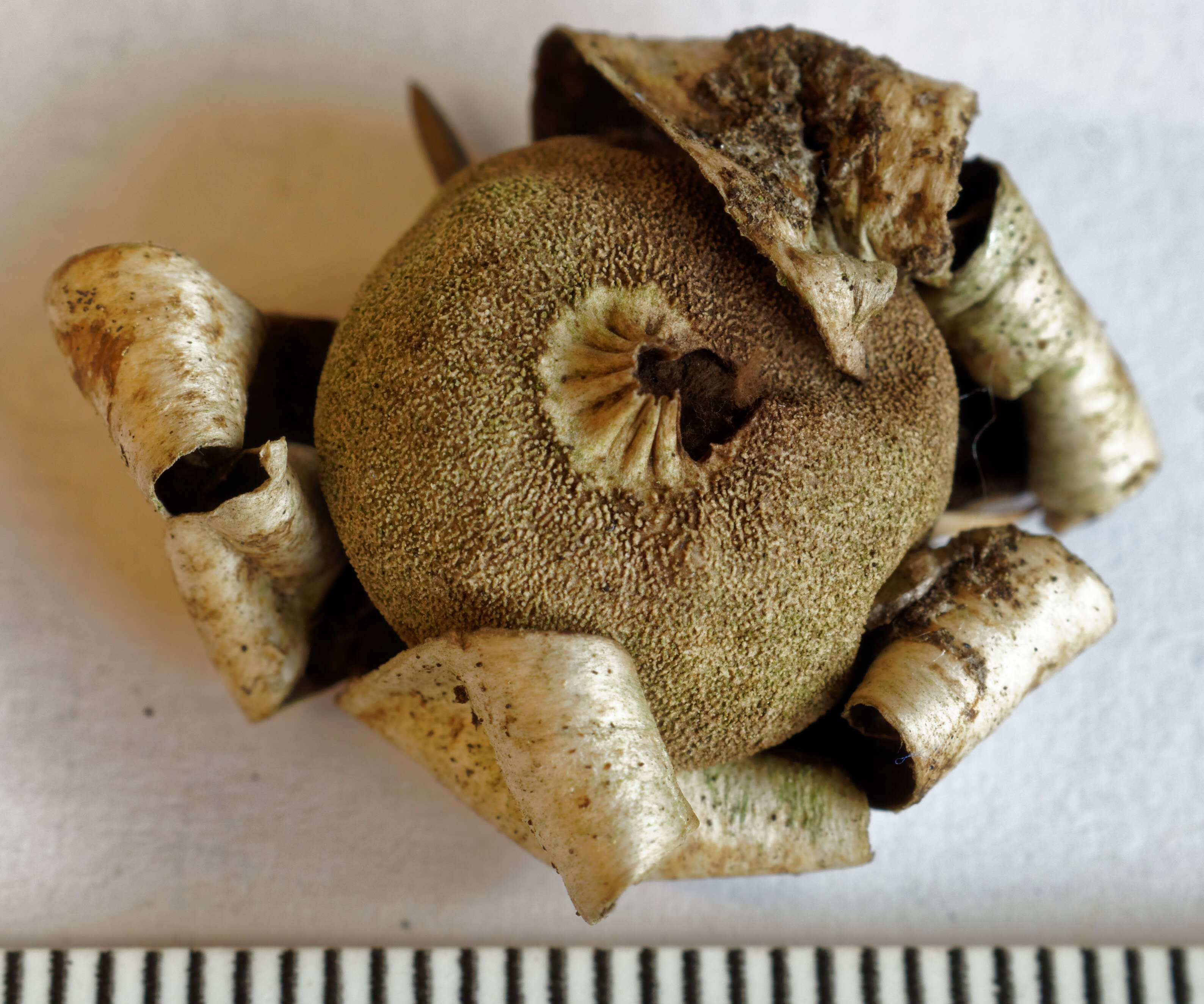 Image of Geastrum campestre Morgan 1887