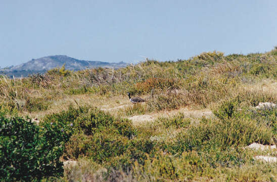 Image of Southern Black Bustard