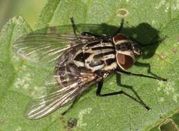 Image of House fly