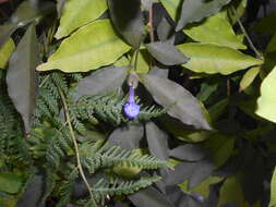 Brunfelsia uniflora (Pohl) D. Don resmi