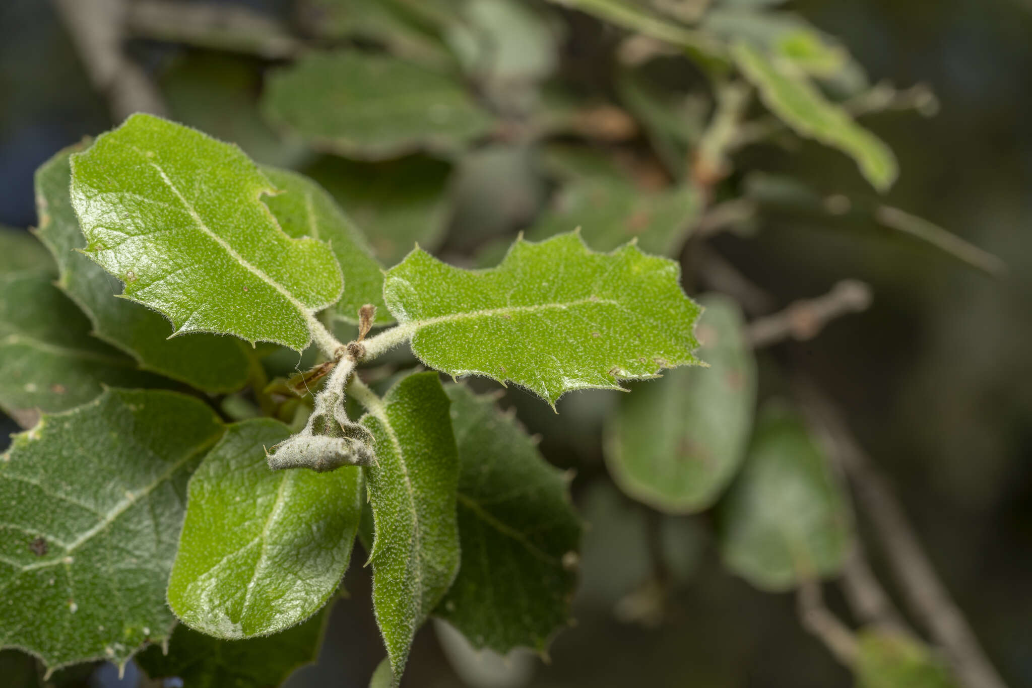 Image of Boz-Pirnal Oak