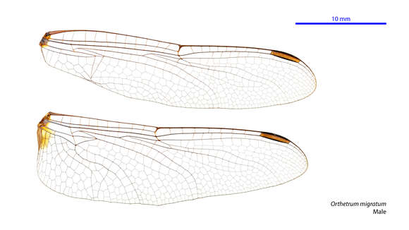 Слика од Orthetrum migratum Lieftinck 1951