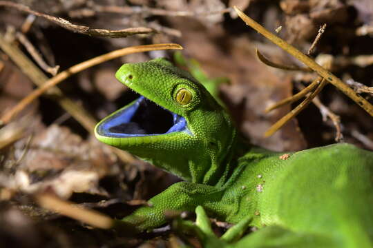 Image of Wellington green gecko