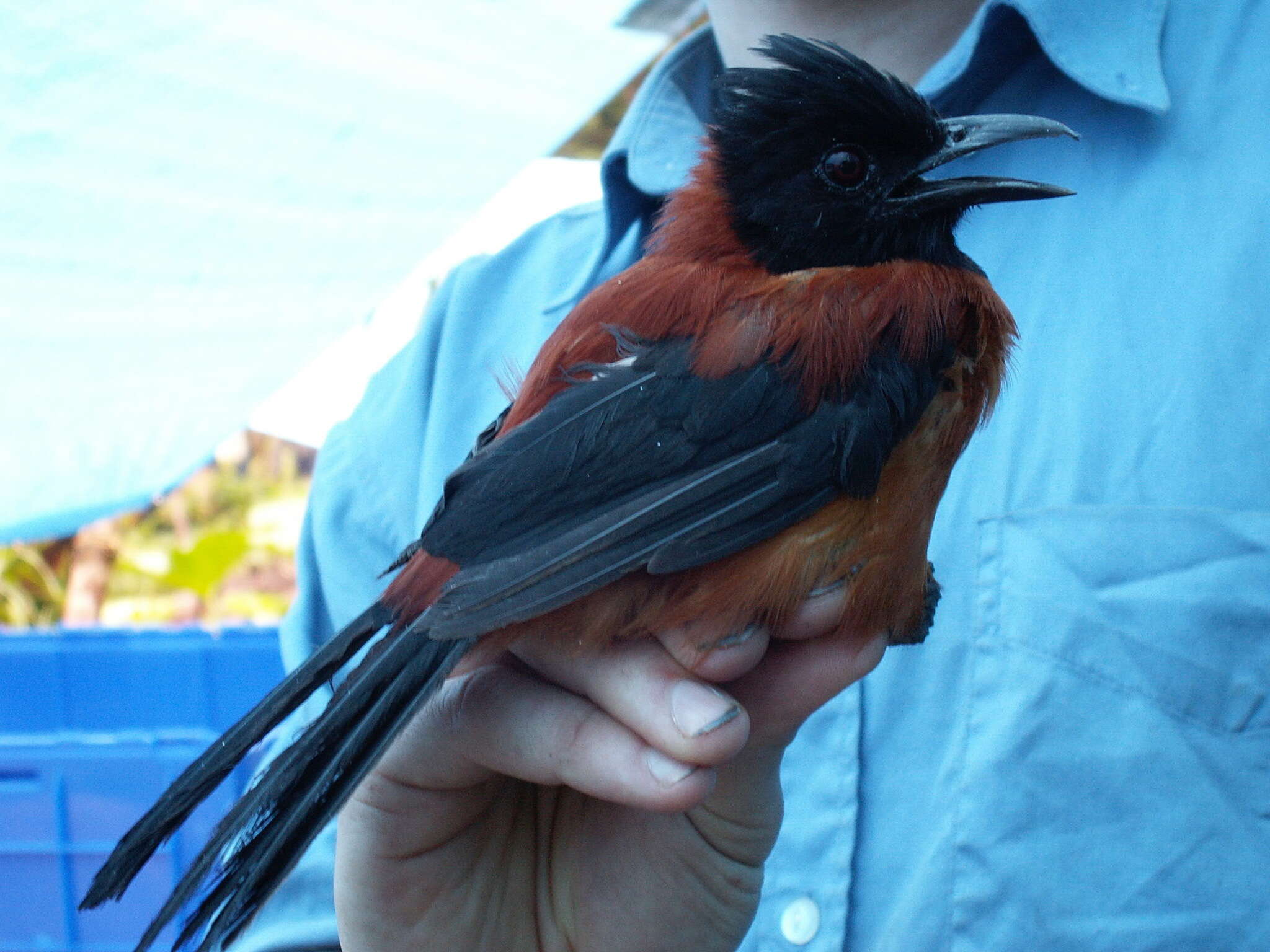 Image of Hooded Pitohui