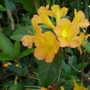 Rhododendron aurigeranum Sleum. resmi