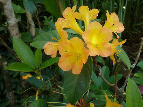 Image of Rhododendron aurigeranum Sleum.