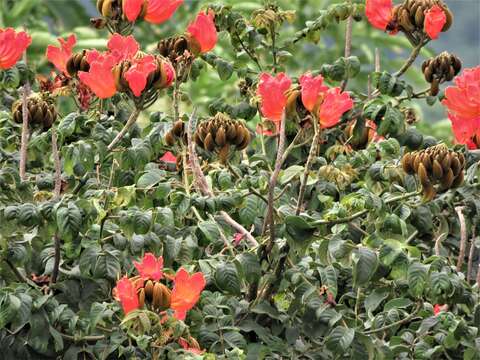 Image of African tulip tree