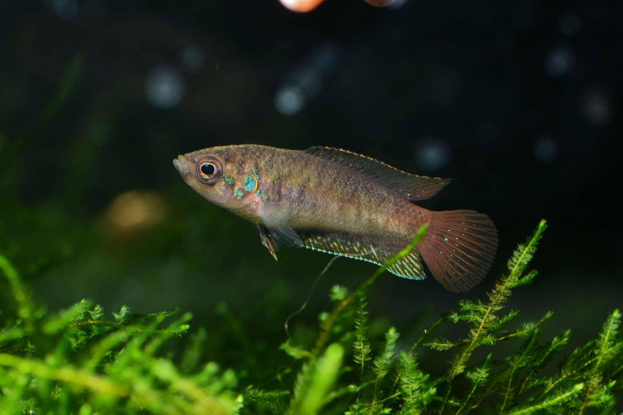 Image of Chinese fighting fish