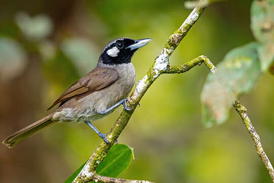 Image of Black-throated Shrikebill