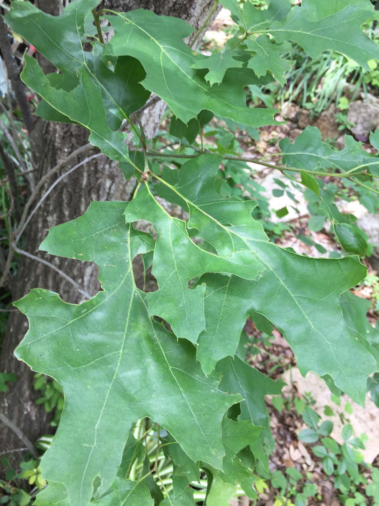 صورة Quercus buckleyi Nixon & Dorr